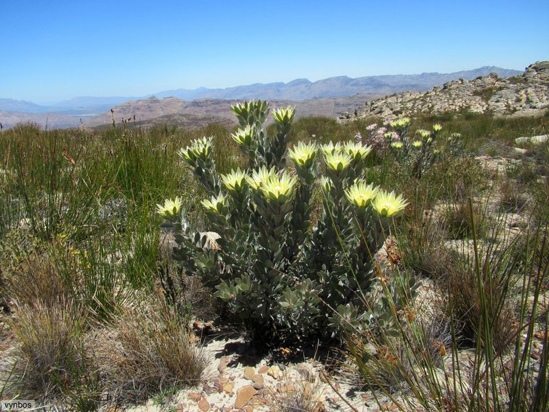 Leucadendron bonum, photographed by Chris Vynbos