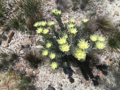 Leucadendron bonum, photographed by Chris Vynbos