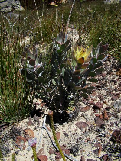 Leucadendron bonum, photographed by Chris Vynbos