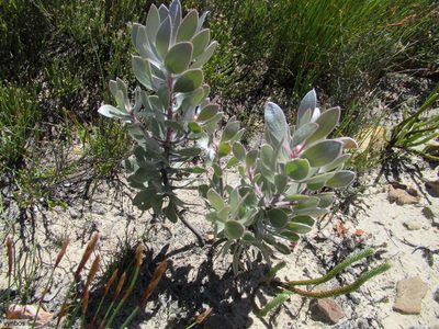 Leucadendron bonum, photographed by Chris Vynbos