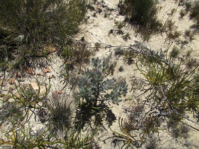 Leucadendron bonum, photographed by Chris Vynbos