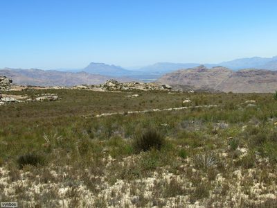 Leucadendron bonum, photographed by Chris Vynbos