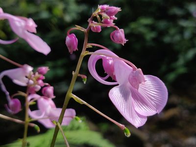 Impatiens maculata, photographed by T R Shankar Raman