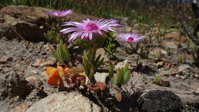 Drosanthemum striatum, photographed by Paul Emms