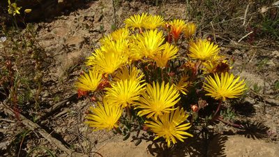 Drosanthemum flavum, photographed by Paul Emms