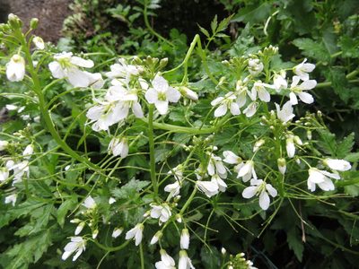 Cardamine appendiculata, photographed by Junichi　Mandai