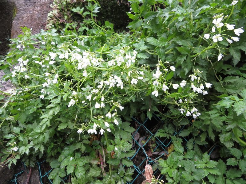 Cardamine appendiculata, photographed by Junichi　Mandai