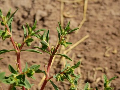 Euphorbia collina, photographed by Guillermo Debandi