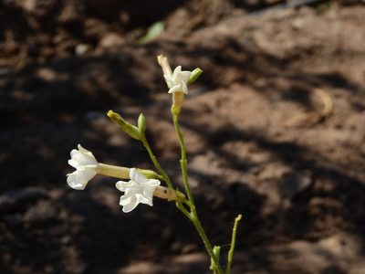 Nicotiana noctiflora, photographed by Guillermo Debandi