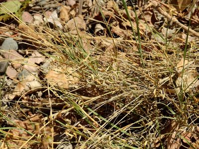 Aristida mendocina, photographed by Guillermo Debandi