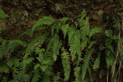 Phegopteris decursive-pinnata, photographed by 六角恐龍（1114852）
