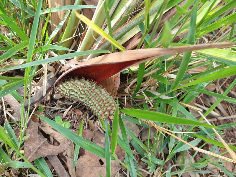 Allagoptera robusta, photographed by Leonardo Bergamini