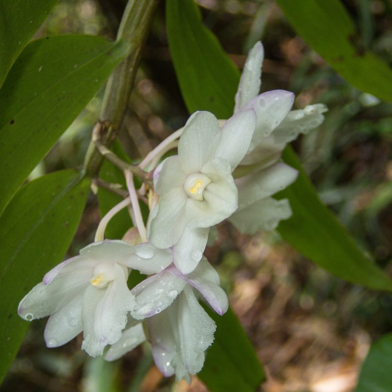 Dendrobium cumulatum, photographed by Gerard Chartier