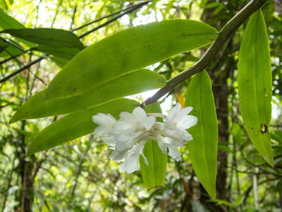 Dendrobium cumulatum, photographed by Gerard Chartier