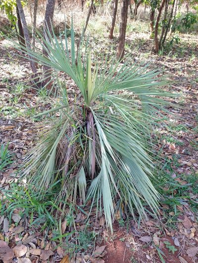 Butia archeri, photographed by Leonardo Bergamini