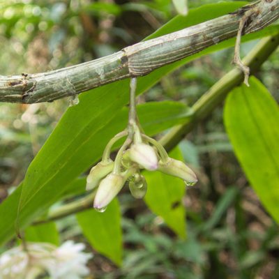 Dendrobium cumulatum, photographed by Gerard Chartier