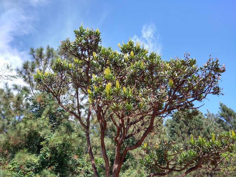 Vochysia thyrsoidea, photographed by Leonardo Bergamini