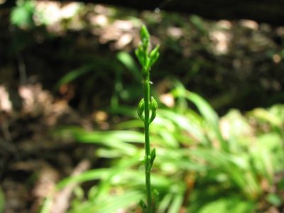 Bartonia virginica, photographed by Chris Hoess