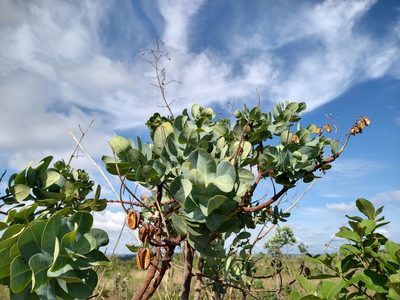 Vochysia elliptica, photographed by Leonardo Bergamini