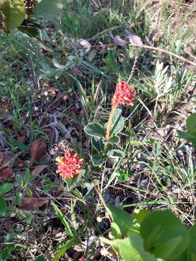 Palicourea officinalis, photographed by Leonardo Bergamini