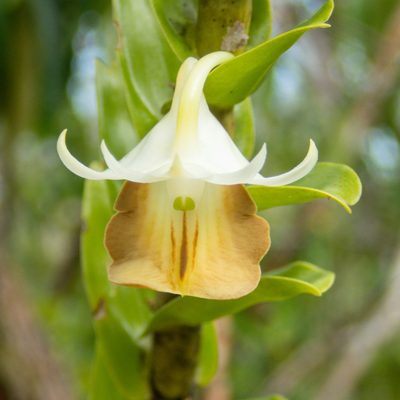 Dendrobium ellipsophyllum, photographed by Gerard Chartier