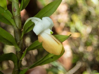 Dendrobium ellipsophyllum, photographed by Gerard Chartier