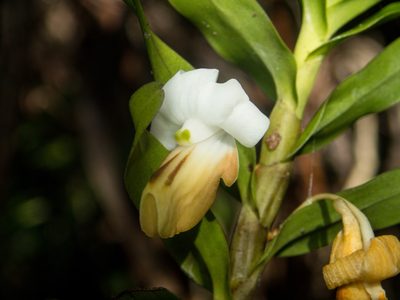Dendrobium ellipsophyllum, photographed by Gerard Chartier