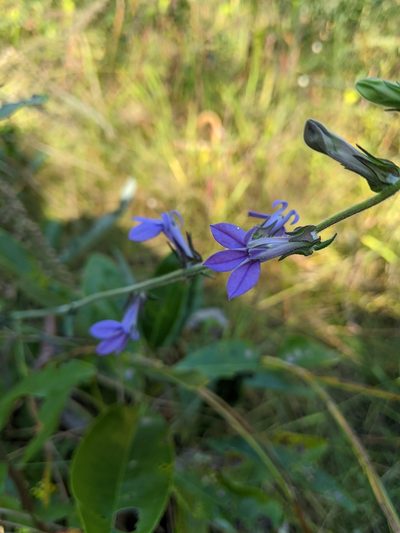Lobelia reverchonii, photographed by Alison Northup