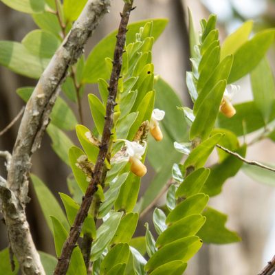 Dendrobium ellipsophyllum, photographed by Gerard Chartier
