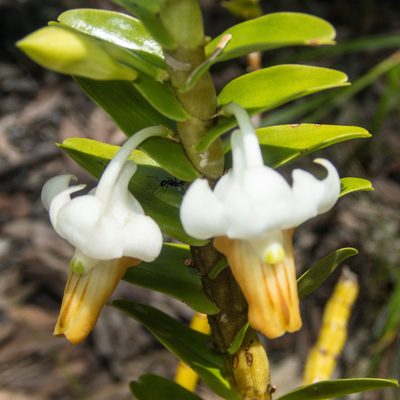 Dendrobium ellipsophyllum, photographed by Gerard Chartier