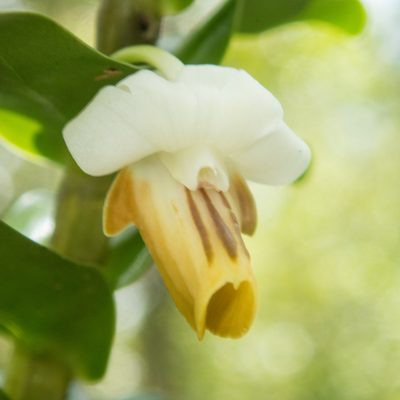 Dendrobium ellipsophyllum, photographed by Gerard Chartier