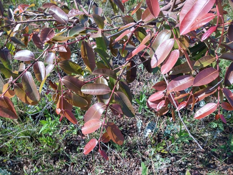Hancornia speciosa, photographed by Leonardo Bergamini