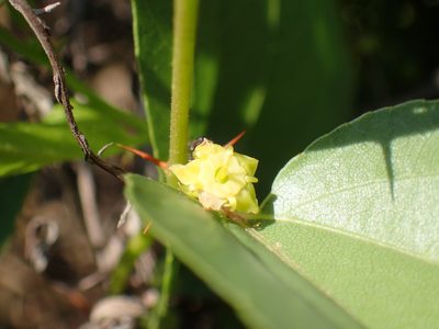 Ziziphus zeyheriana, photographed by Mahomed Desai