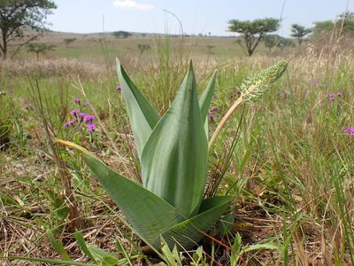 Ledebouria zebrina, photographed by Mahomed Desai