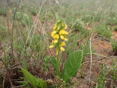 Eriosema cordatum, photographed by Mahomed Desai