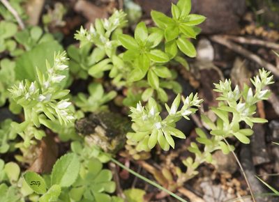 Sedum glaucophyllum, photographed by Seig