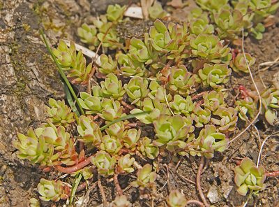 Sedum glaucophyllum, photographed by Seig
