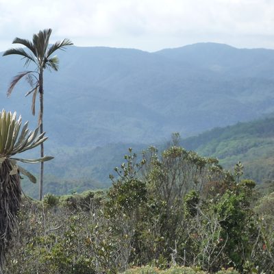 Ceroxylon parvifrons, photographed by Fabien Anthelme