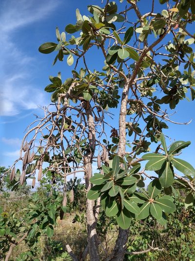 Kielmeyera coriacea, photographed by Leonardo Bergamini