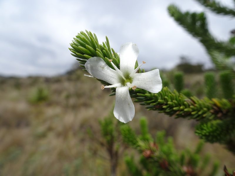 Aragoa abietina, photographed by Fabien Anthelme