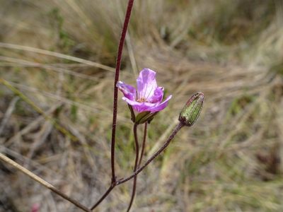 Geranium santanderiense, photographed by Fabien Anthelme