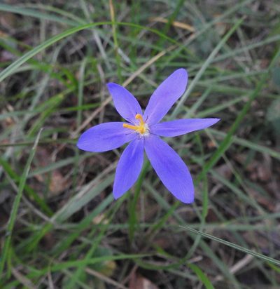 Nemastylis floridana, photographed by Laura Gaudette