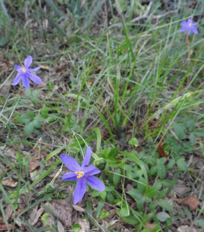 Nemastylis floridana, photographed by Laura Gaudette
