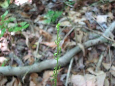 Bartonia virginica, photographed by Chris Hoess