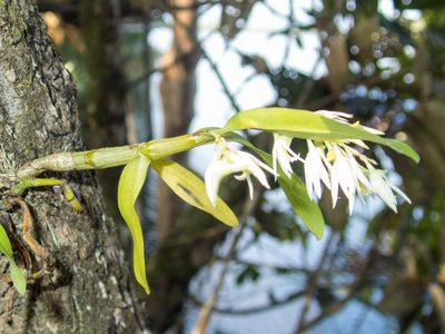Dendrobium kratense, photographed by Gerard Chartier