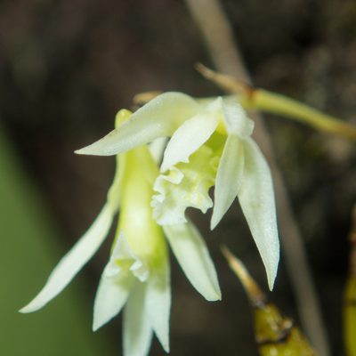 Dendrobium kratense, photographed by Gerard Chartier
