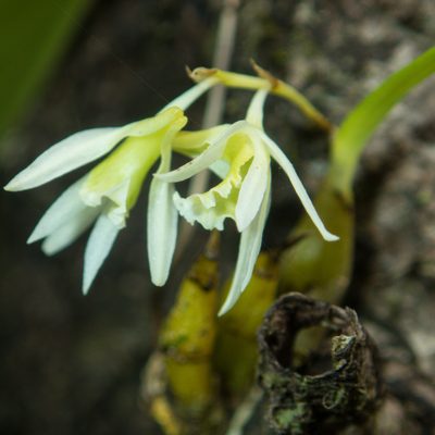 Dendrobium kratense, photographed by Gerard Chartier
