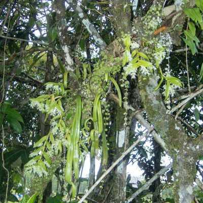 Dendrobium kratense, photographed by Gerard Chartier
