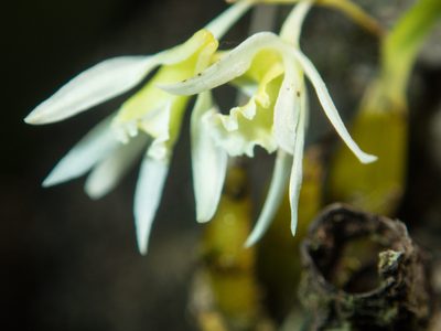 Dendrobium kratense, photographed by Gerard Chartier