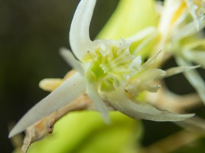 Dendrobium kratense, photographed by Gerard Chartier